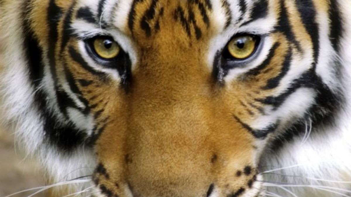 Caza furtiva y explotación comercial amenazan con dejar al planeta sin tigres