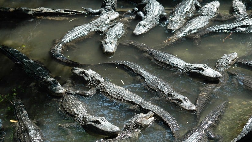 ¡Aterrador! Matrimonio descubre a diez caimanes comiéndose el cadáver de un menor