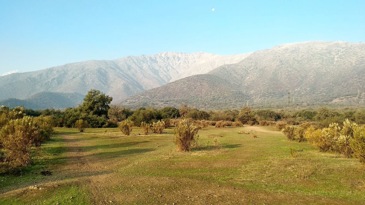 Tribunal Ambiental le tira las orejas a Superintendencia de Medio Ambiente y falla a favor de Bosque Panul