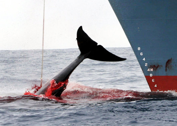 Japón reinicia caza comercial de ballenas: Ignora críticas de ambientalistas y de otros países