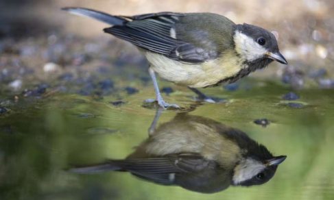 Estudio revela que los animales no se adaptan a la velocidad del cambio climático