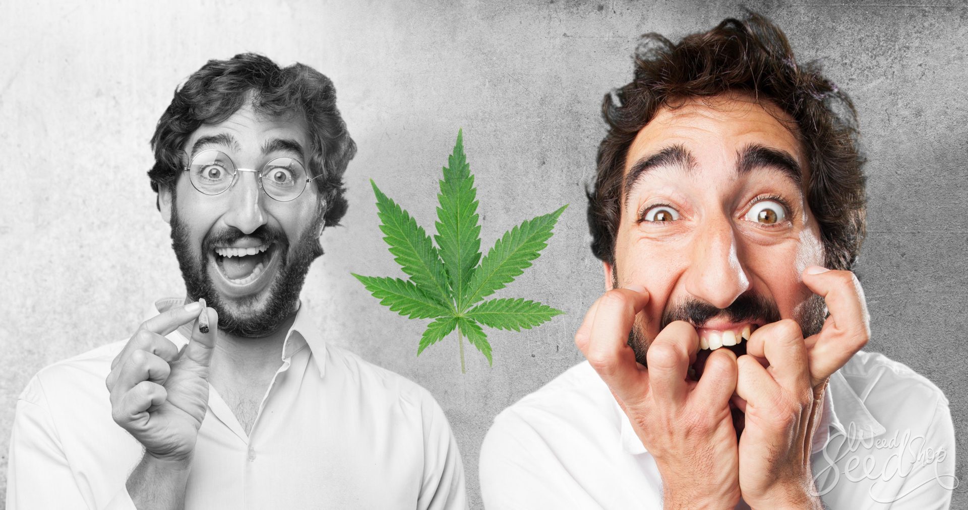 ¿Por qué la marihuana es placentera para algunos y angustiante para otros? Este estudio podría tener la respuesta