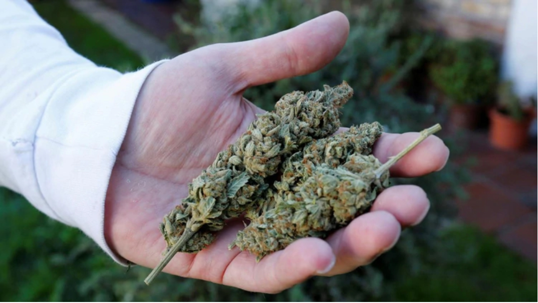 Uso medicinal de la marihuana: Comisión de Salud del Senado rechazó idea de legislar el proyecto