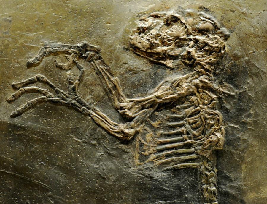 Hallazgo de un mono de hace 4,2 millones de años brinda nuevos datos sobre la evolución