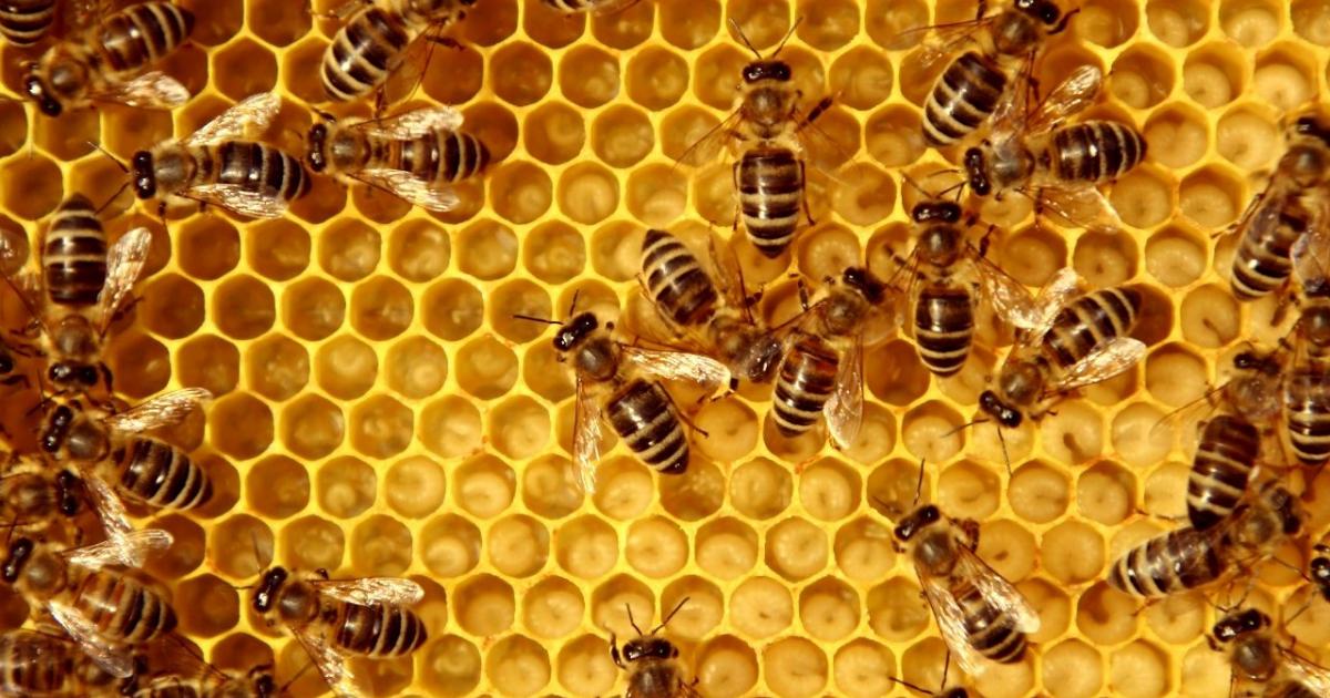 Declaran a las abejas como los seres vivos más importantes de la tierra
