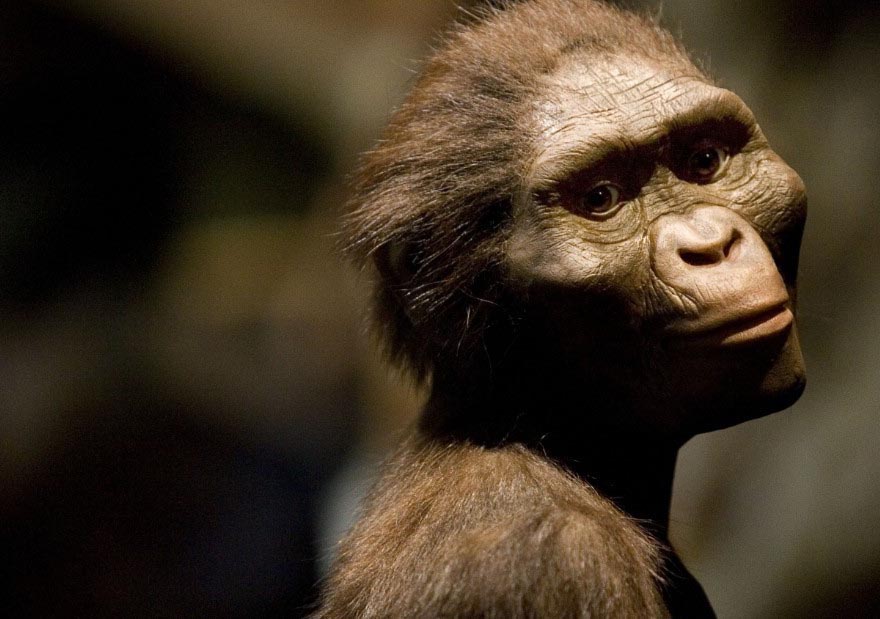 Científicos descubren cómo amamantaban las madres Australopithecus africanus