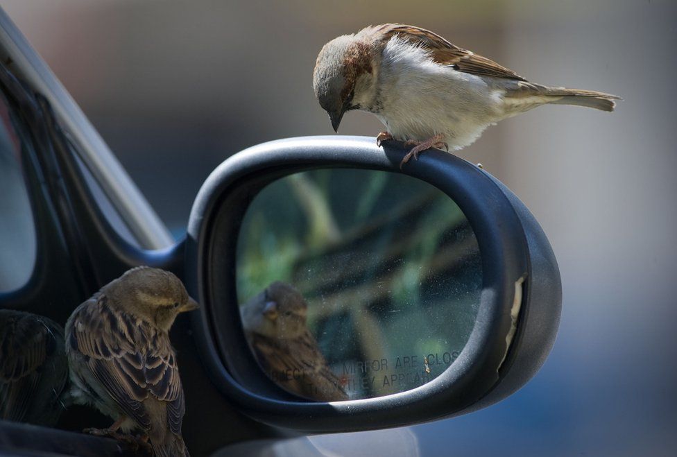 Contaminación acústica en las ciudades impide a las aves seducir para reproducirse
