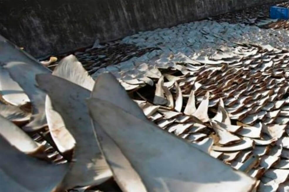 Canadá se convierte en el primer país que prohíbe la importación y distribución de aletas de tiburón
