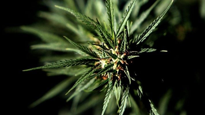 Cannabis medicinal: Fundación Daya lamenta que director del Senda «mienta y desinforme  a la población»