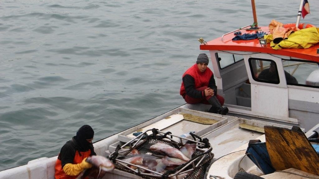 Congreso: Comisión de Pesca rechaza prorrogar entrada en vigencia de la Ley de la Jibia