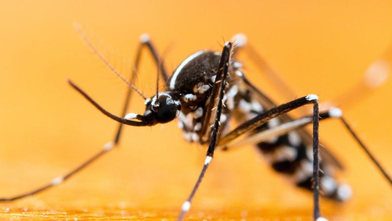 China logra eliminar población del mosquito Tigre en dos islas del Sur