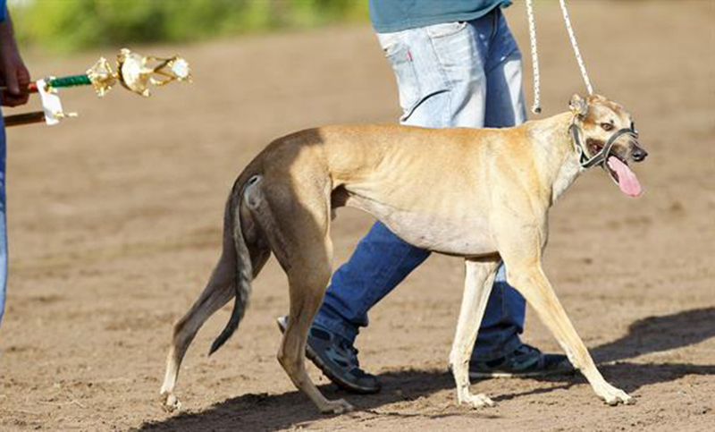 Proyecto que prohíbe las carreras de perros fue aprobado por la Comisión de Medioambiente de la Cámara