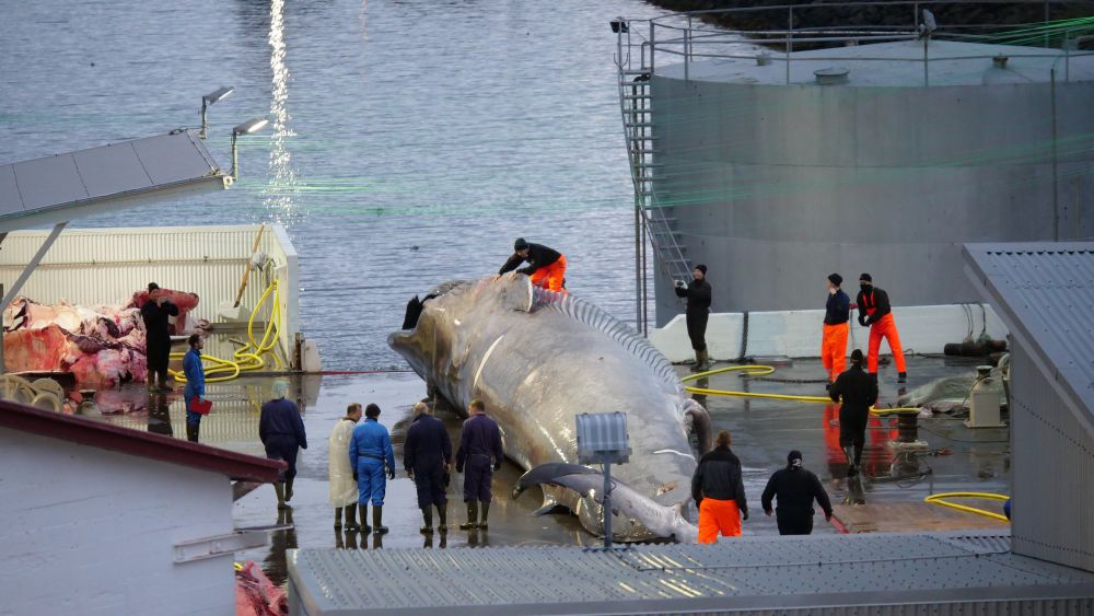 Por primera vez en 17 años Islandia no cazará ballenas