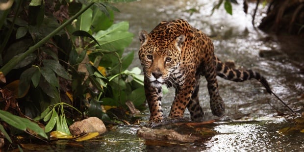Brasil procesa a un grupo de cazadores que mataron más de 1.000 jaguares