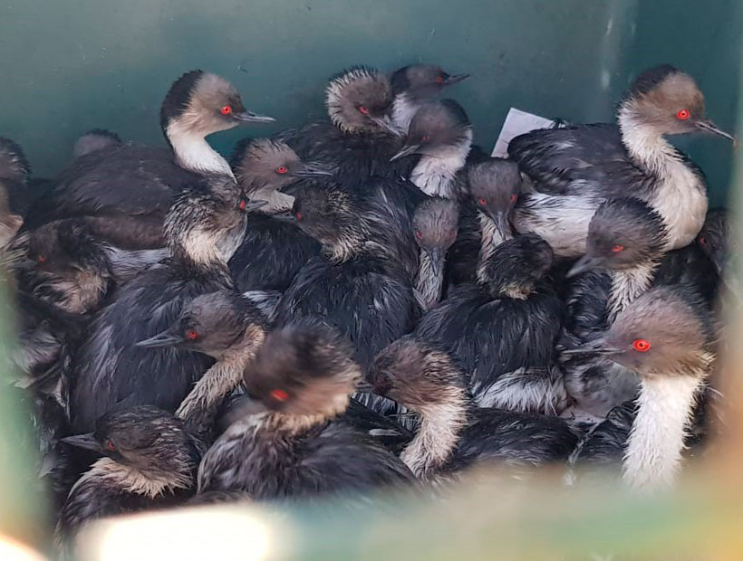 Encuentran cerca de 30 aves contaminadas con hidrocarburos en Quintero
