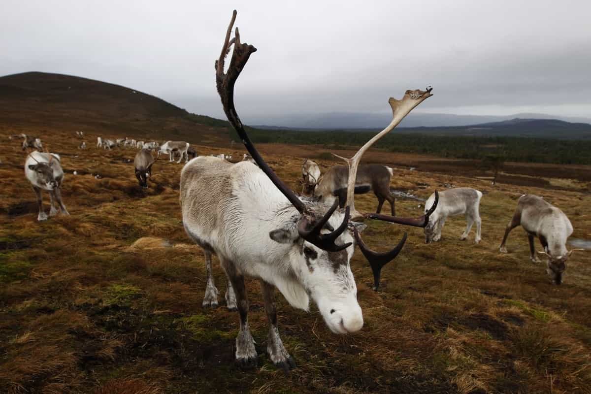 Cientos de renos mueren de hambre en las islas árticas por el cambio climático
