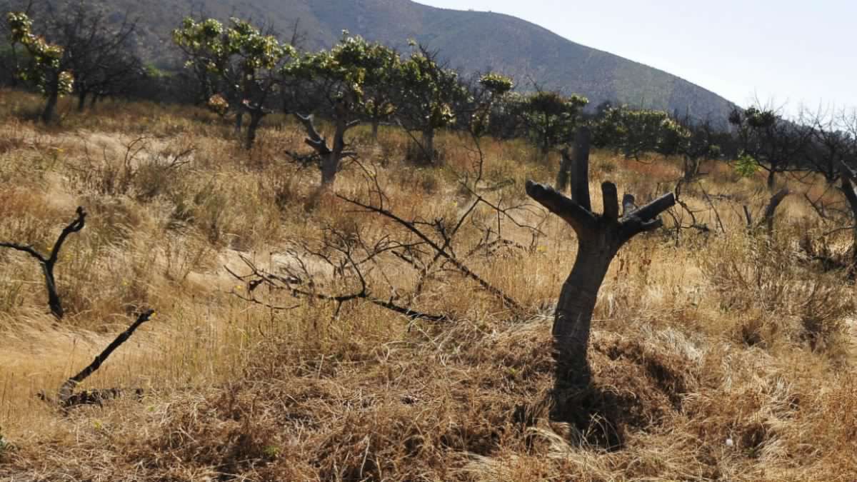Región de Atacama es declarada zona de emergencia agrícola