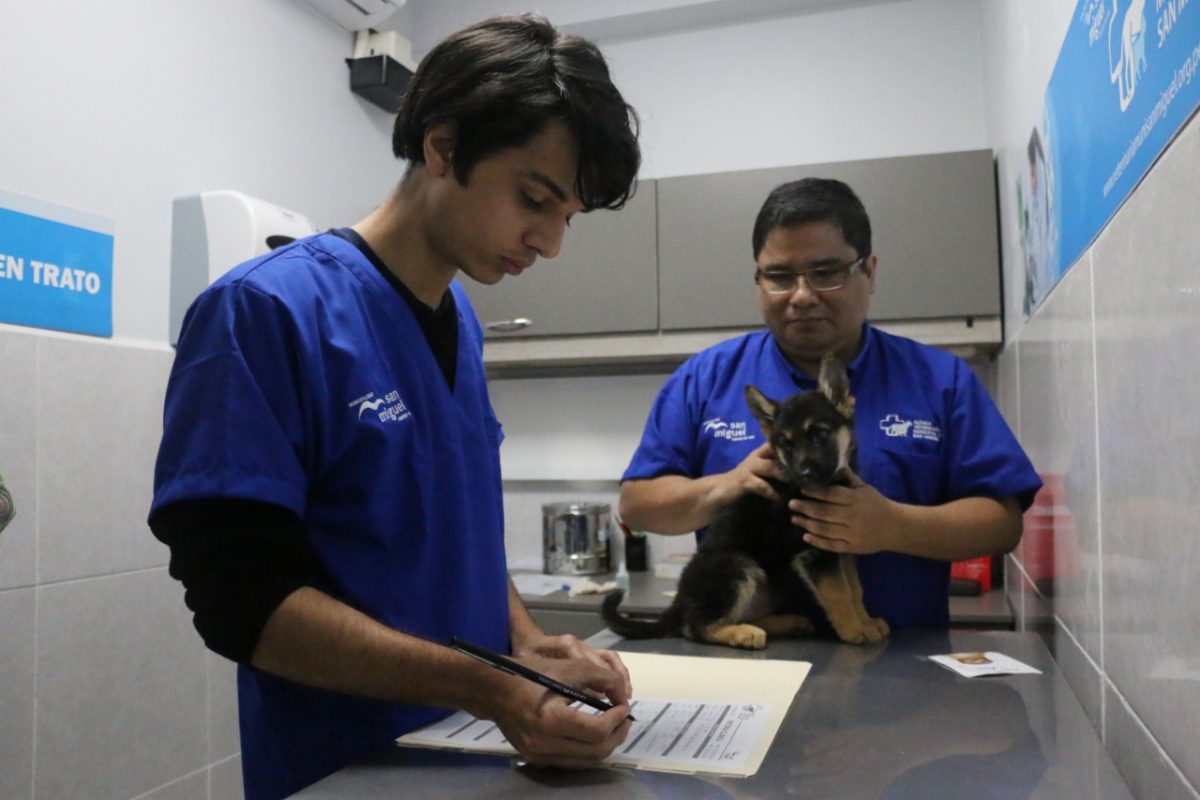 Aprueban proyecto que considera a veterinarios y nutricionistas como profesionales de la salud