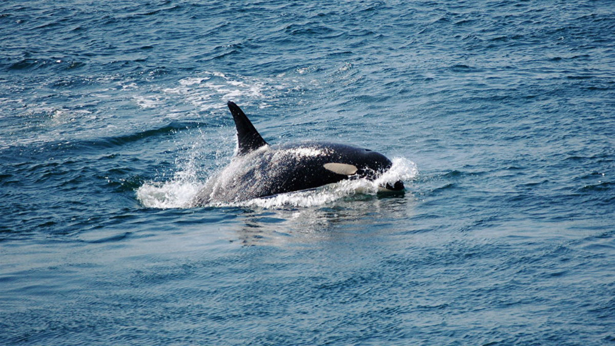 Las dos últimas orcas cautivas en Rusia regresan a su hábitat natural en el mar de Ojotsk