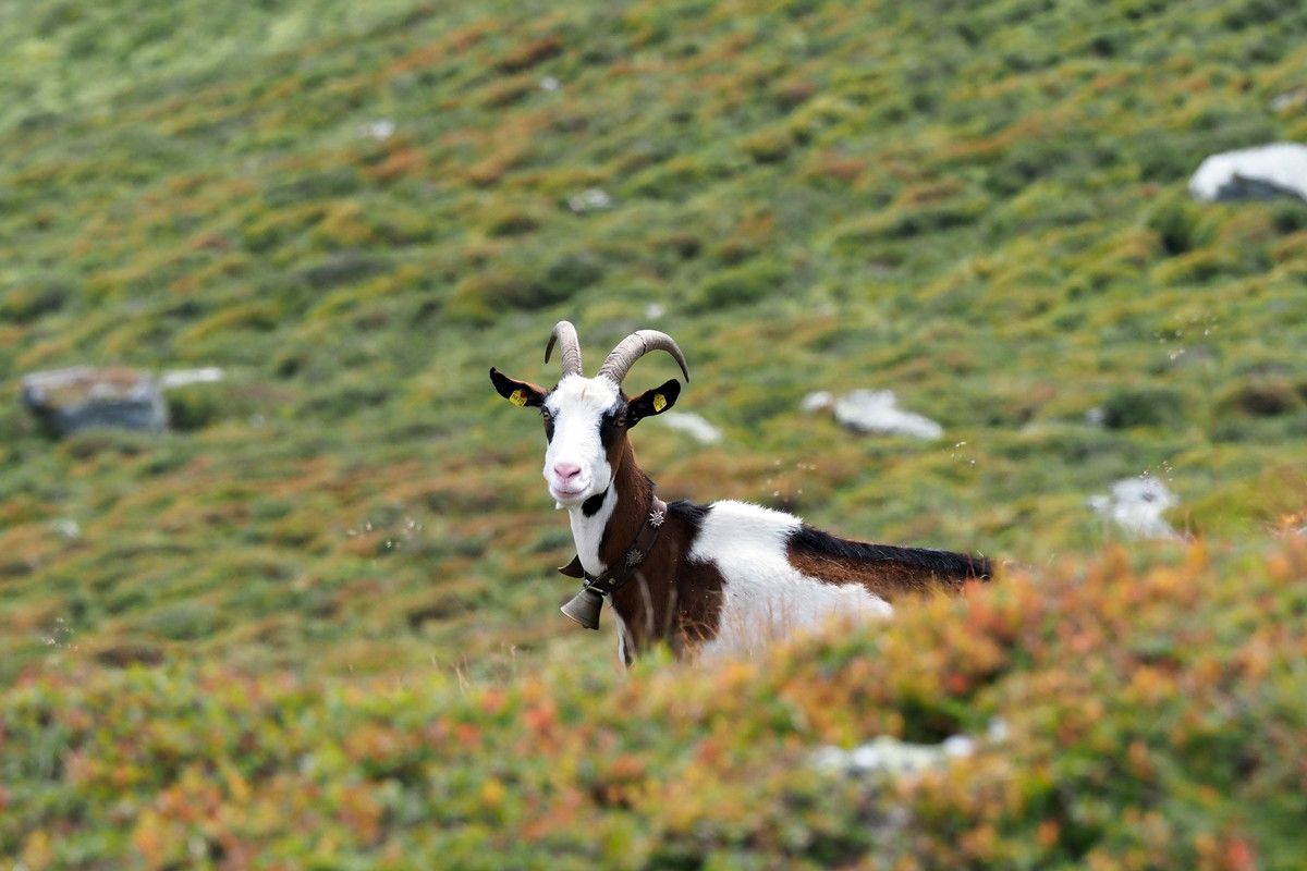 Científicos obtienen cabras genéticamente modificadas cuya leche incluye un fármaco que combate el cáncer