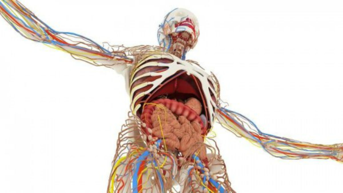 Órganos y partes de nuestro cuerpo que no necesitamos para vivir