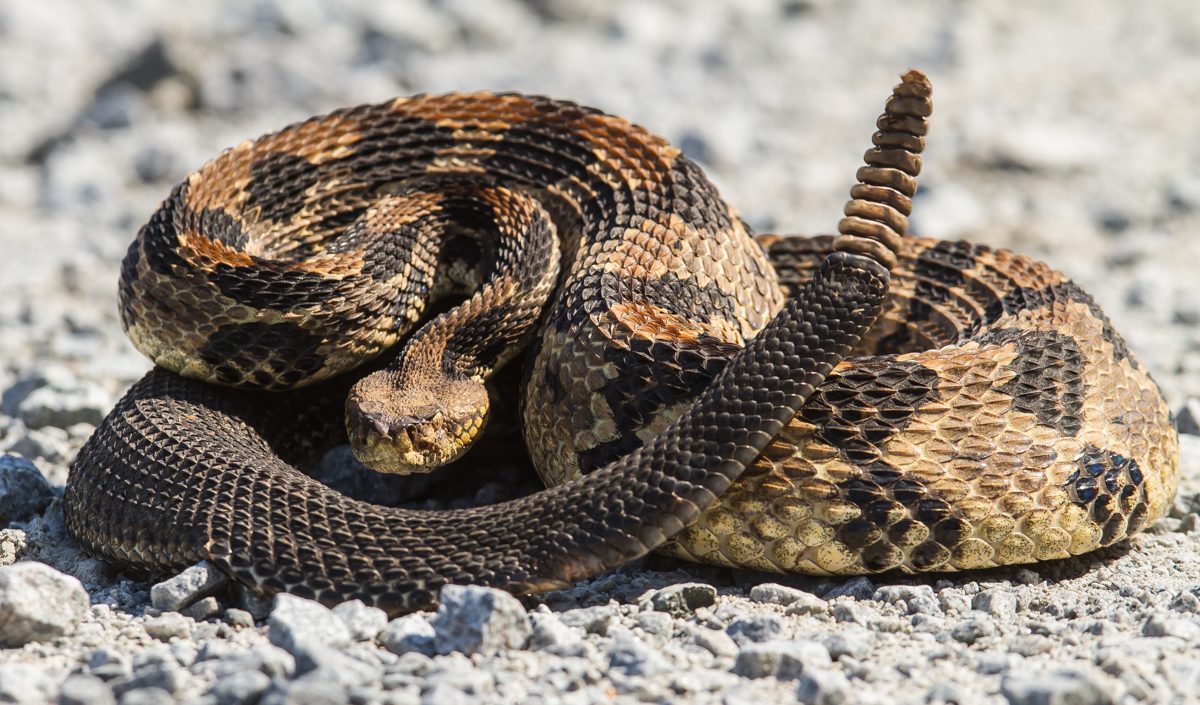 El cambio climático afecta el comportamiento de la serpiente de cascabel