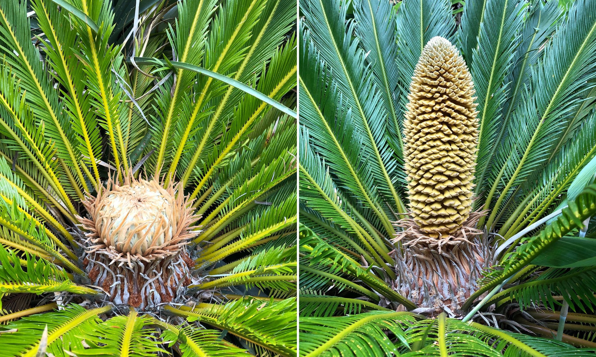 Una extraña planta se reproduce en Reino Unido después de 60 millones de años