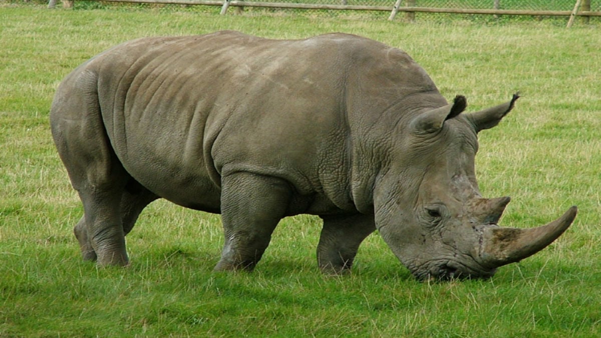 Australia prohibirá el comercio nacional de marfil y cuerno de rinoceronte