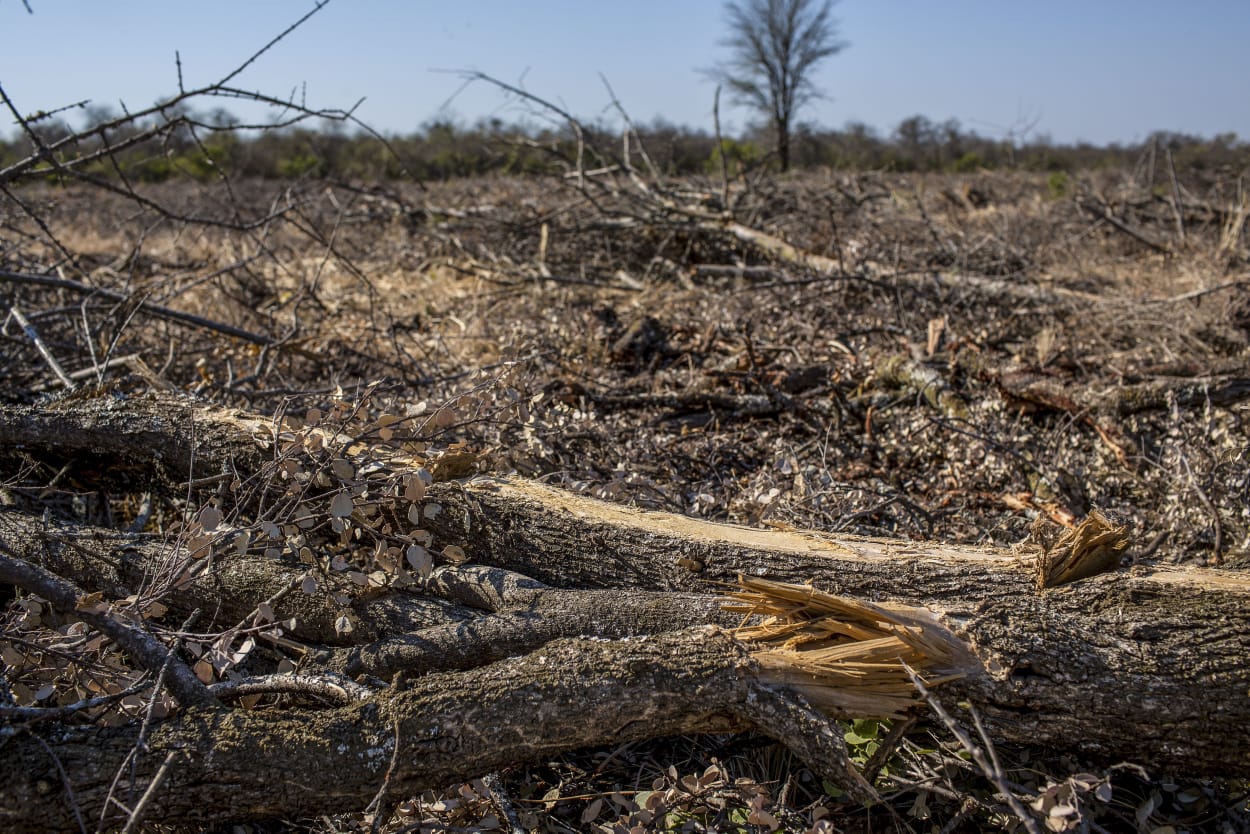 «Restaurar bosques y comer menos carne»: Greenpeace por alarmante informe mundial sobre cambio climático