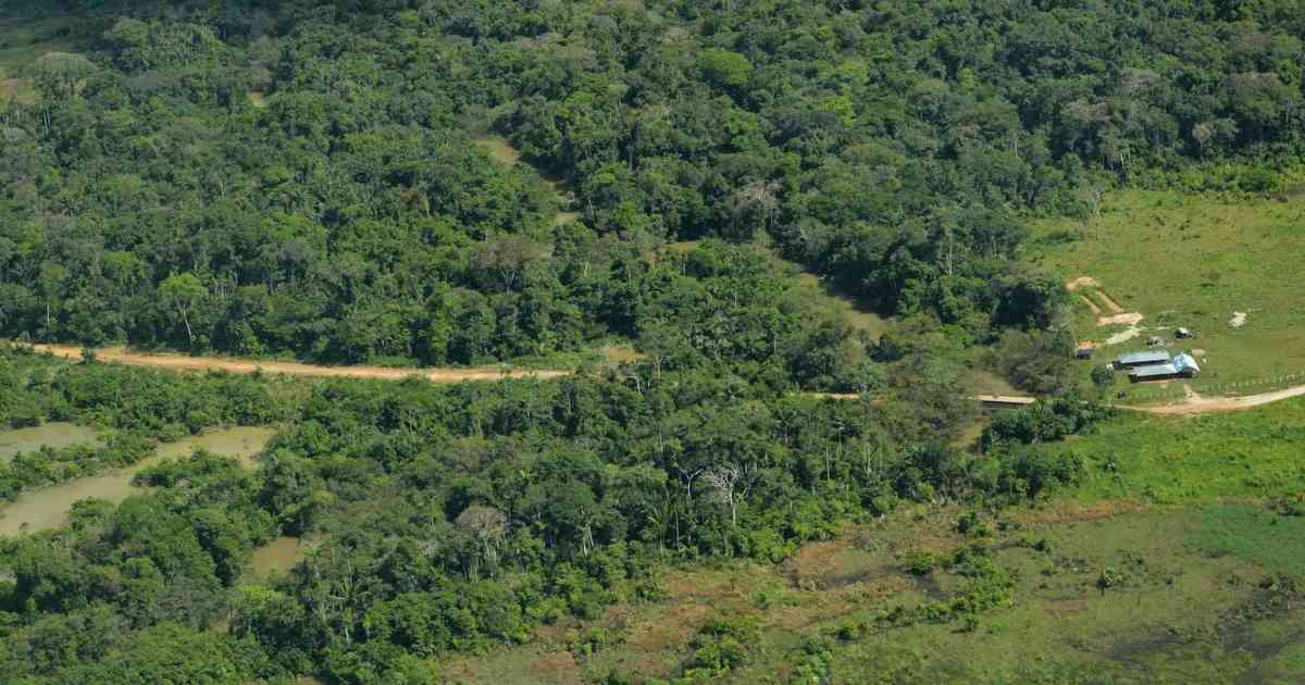 ¿Corre Colombia el riesgo de sufrir incendios forestales como los de la Amazonía?