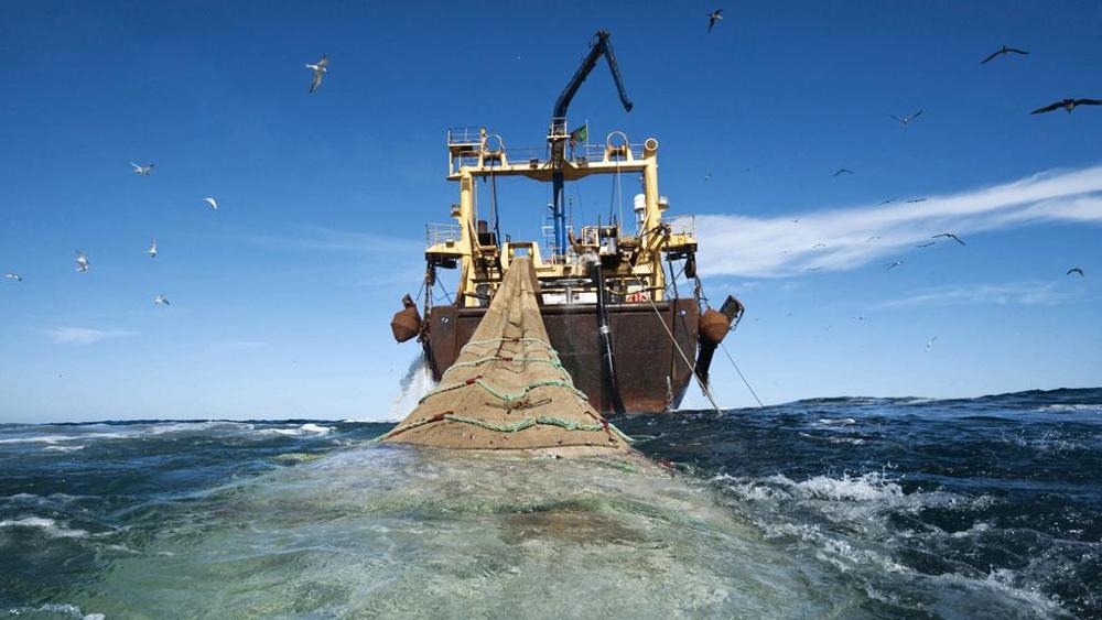 Diputados ingresan proyecto que prohíbe la pesca de arrastre de la merluza