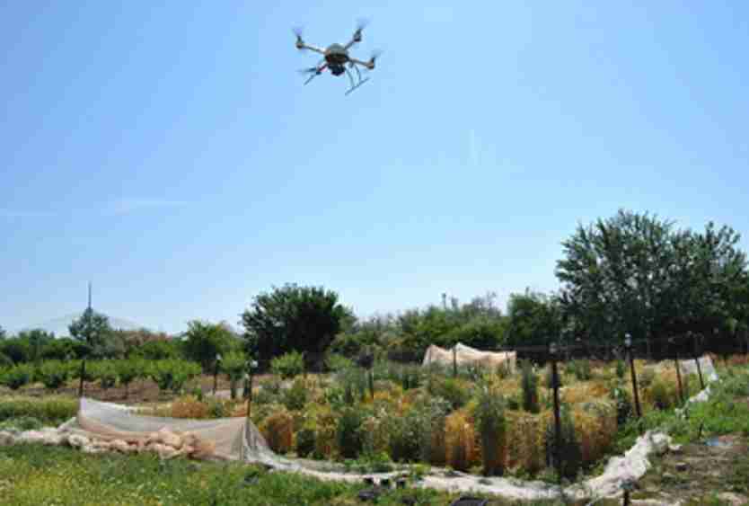Emplean drones para seleccionar el cereal  más apto para producir bioetanol