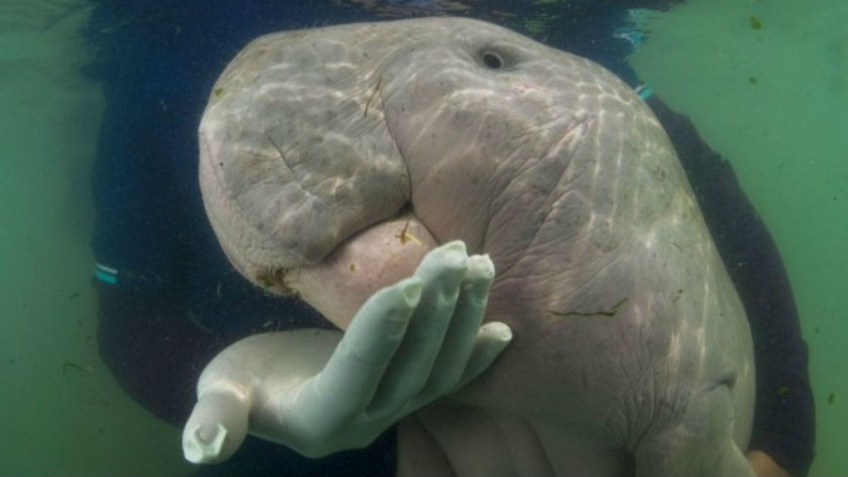 Cría de dugongo muere tras ingerir desechos de plásticos