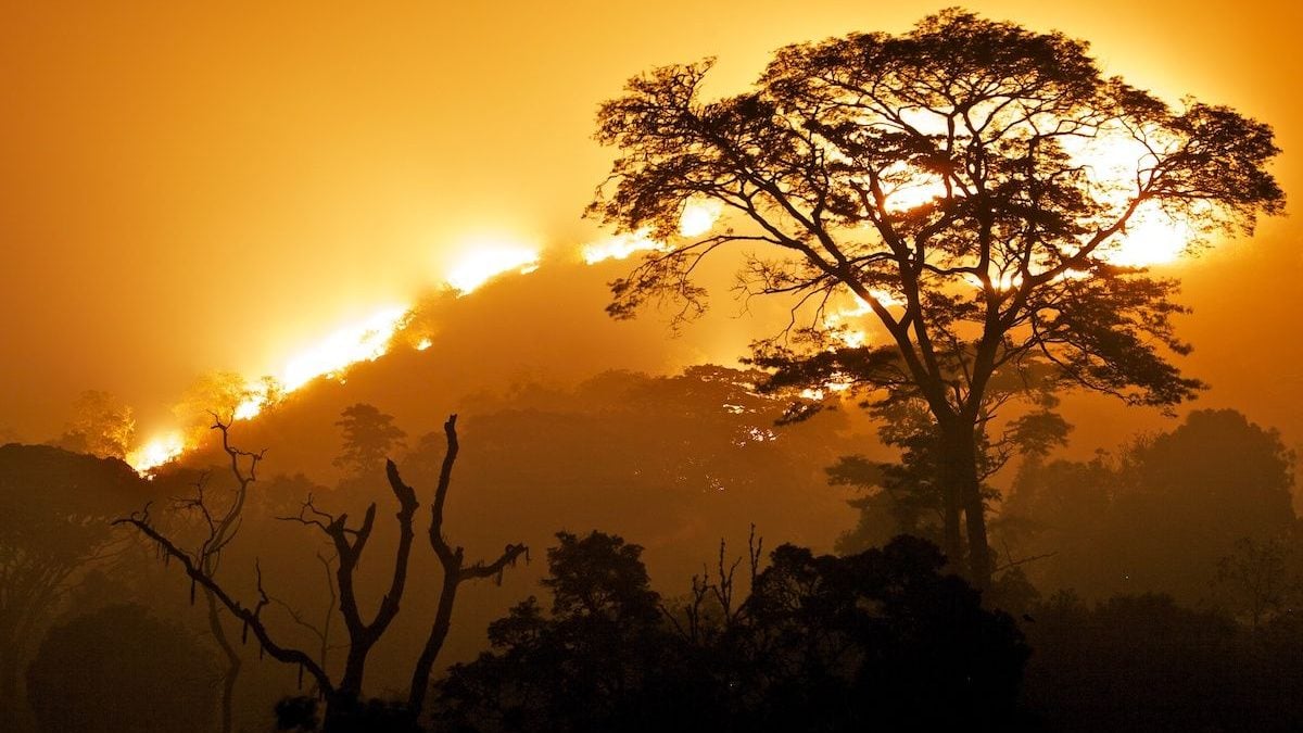 ¡África está en llamas! El segundo pulmón vegetal del mundo también arde