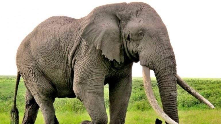 100 elefantes africanos mueren cada día por la caza furtiva