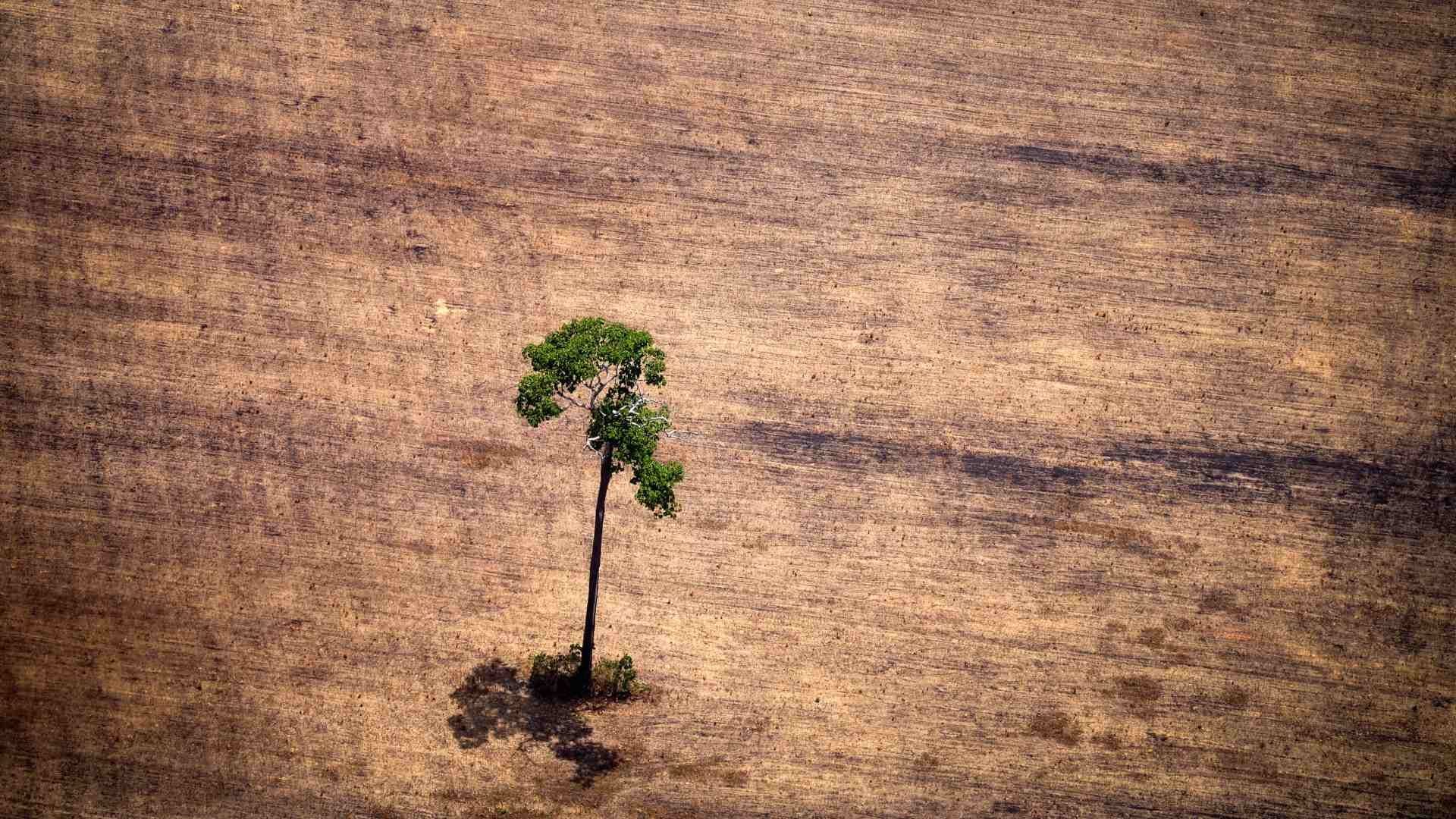 La Amazonía enfrenta a su peor enemigo en décadas: Jair Bolsonaro