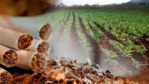Las colillas de cigarrillo amenazan el crecimiento de las plantas