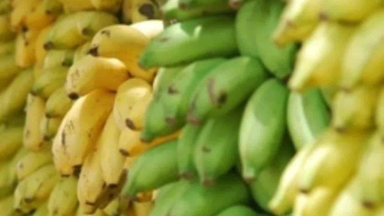 Emergencia en Colombia por agresiva plaga que afecta los cultivos de plátanos