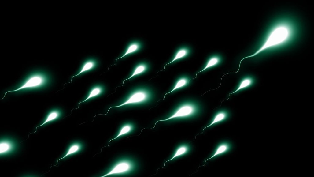 Científicos desarrollan un método para seleccionar el sexo en los espermios