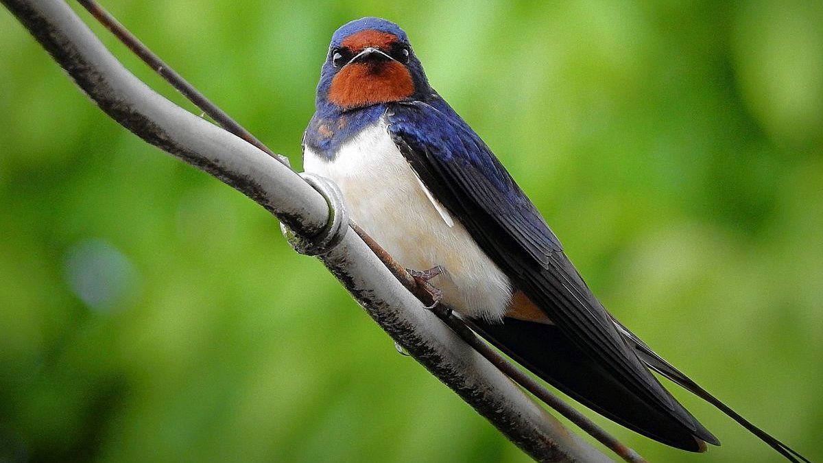 Los animales no logran adaptarse a la velocidad del cambio climático