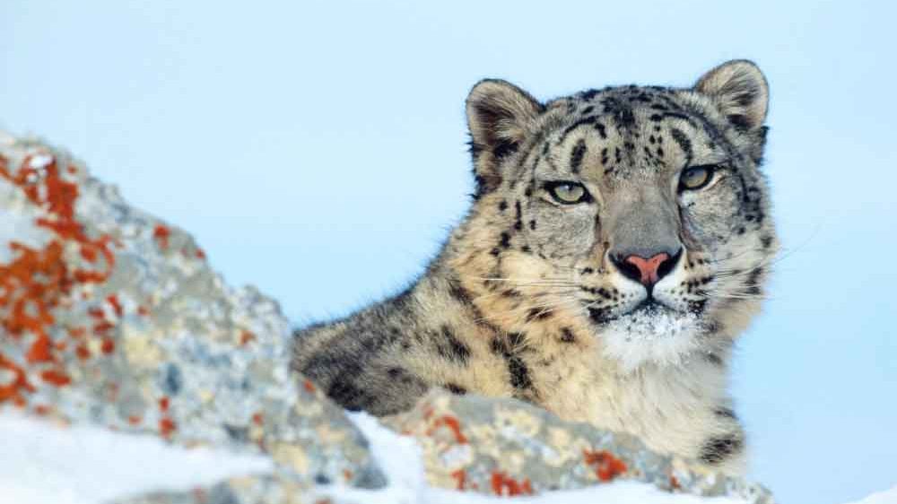 Cámaras infrarrojas captan imágenes de leopardos de las nieves en las montañas Qilian de China