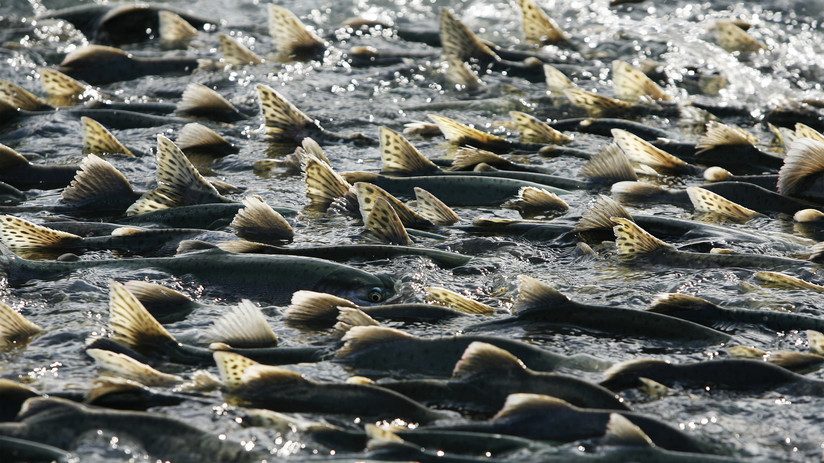 (Video) Altas temperaturas en Alaska provocan la muerte masiva de salmones