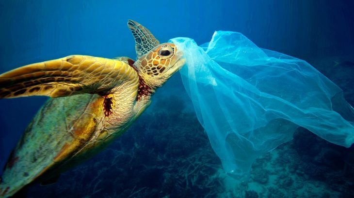 La atracción fatal  de las tortugas verdes por las bolsas de basura