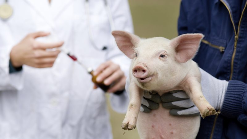 Trasplante de corazón de cerdo en humanos ofrece oportunidades reales de vida