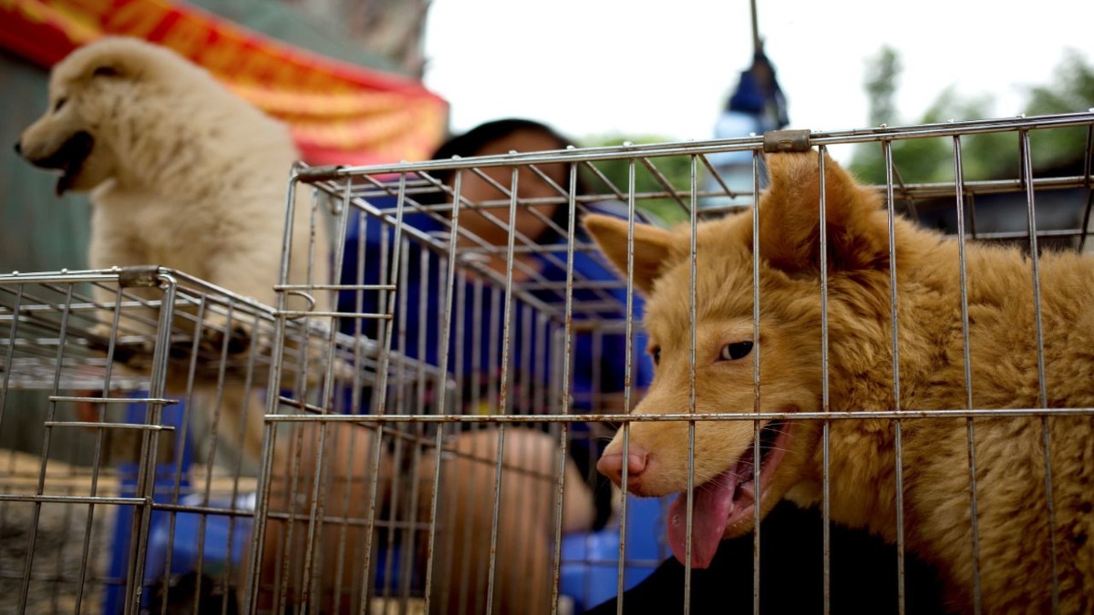 Corea del Sur: Organizaciones de protección animal rescatan 28 canes del festival de carne de perro “Boknal”