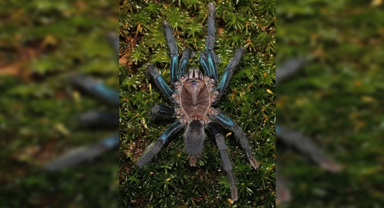 Hallan en Australia siete tipos de arañas coloridas