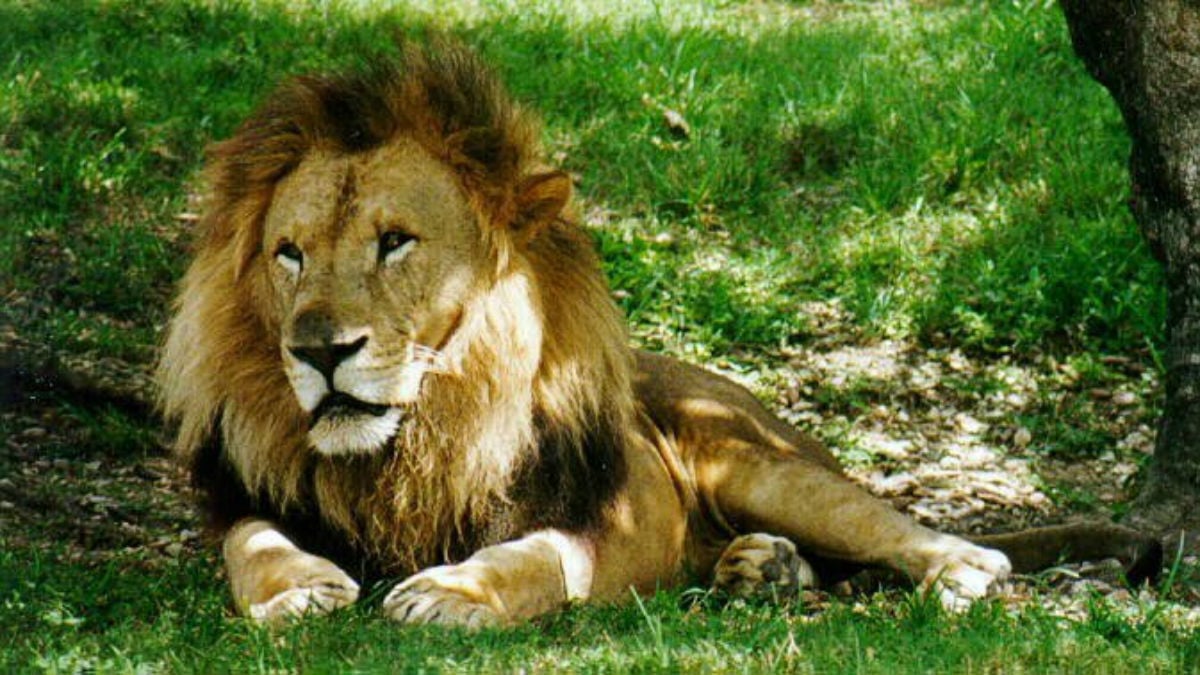 Los leones son los más vistos en el cine, pero en su hábitat natural han desaparecido en un 95%