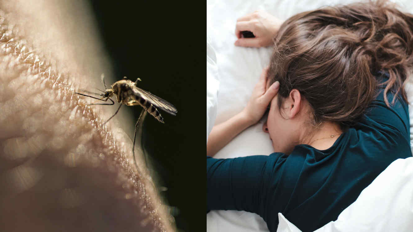 Detectan un virus potencialmente mortal transmitido por mosquitos