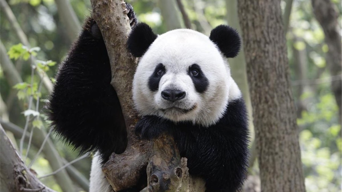 China creará una reserva natural de 27 mil km2 para el oso panda