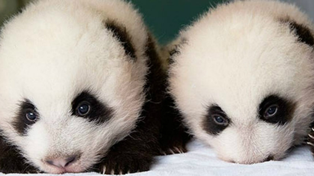 (Foto+ video) Conoce a los dos pandas gigantes gemelos que nacieron en un zoológico de Bélgica